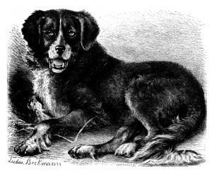Newfoundland and Grant