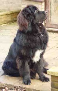 Newfoundland and Grant