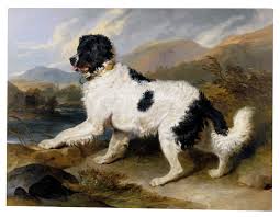Gold Rush dog