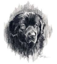 Newfoundland dog