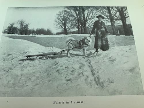 Polaris, Peary Sledge Dog Descendant – America Comes Alive