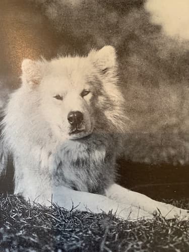 Polaris, Peary Sledge Dog Descendant – America Comes Alive