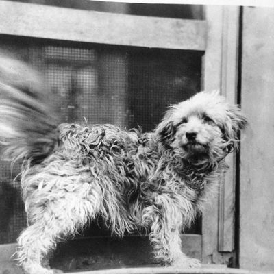 dog hero