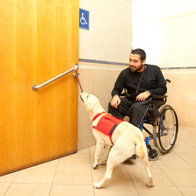 Service Dogs