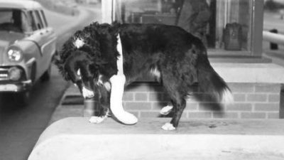 Shep with injured leg
