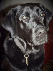 service dog