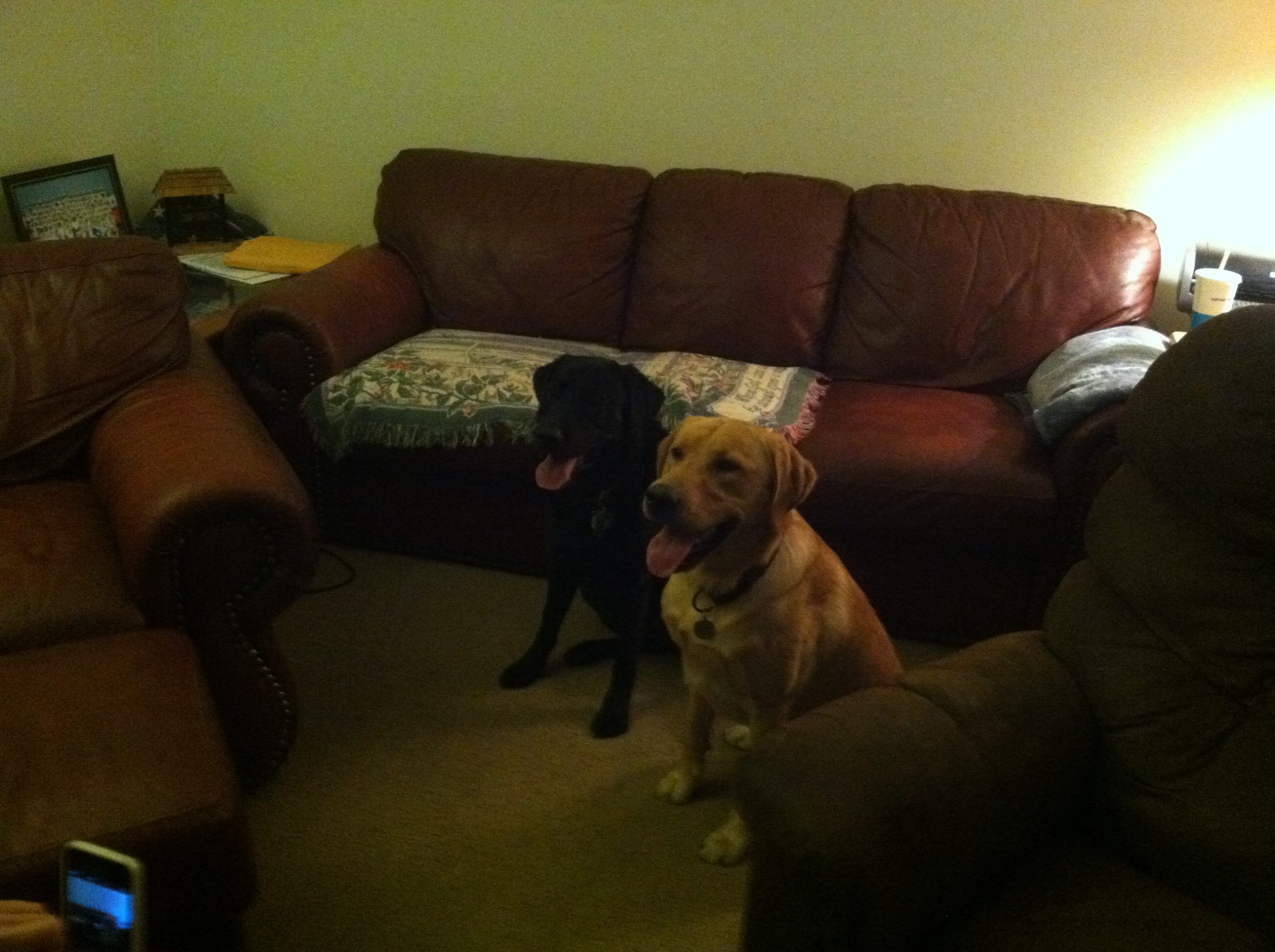 service dogs