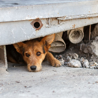Stray Dogs
