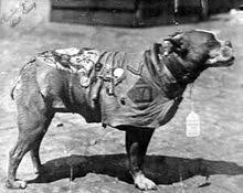 Stubby
