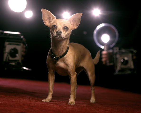 Taco Bell dog