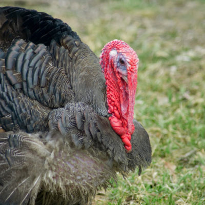 Thanksgiving turkey