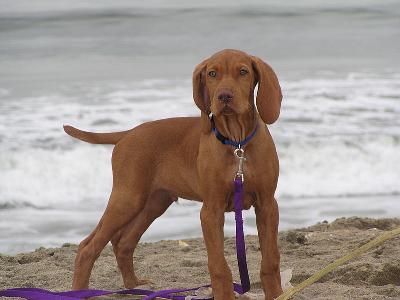 Hungarian Vizsla