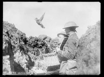 pigeon release WWI