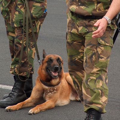 War Dogs

