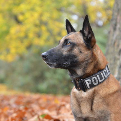 Working Dogs