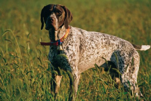 Pointer