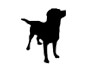American Dogs