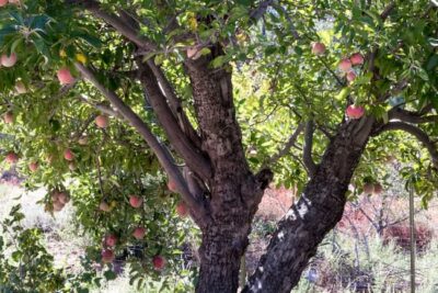 apple tree