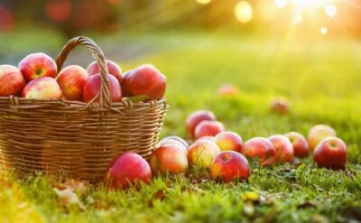 basket of apples