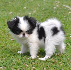 teacup dog