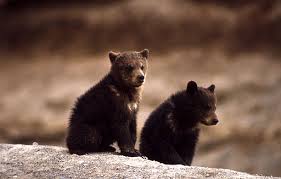 bear cubs