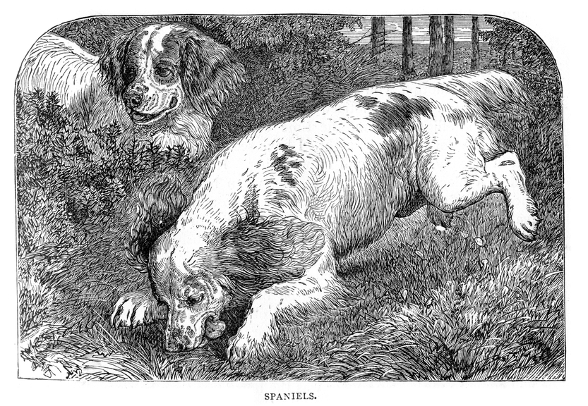 Confederate dog