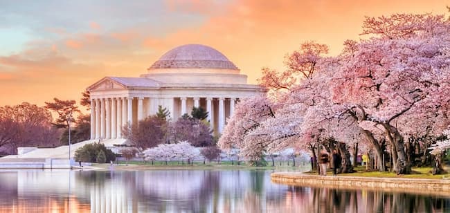 Cherry blossom trees surrounding the Jefferson Memorial.