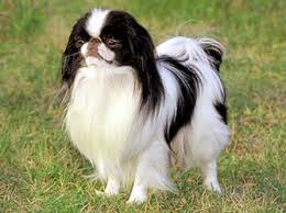teacup dog