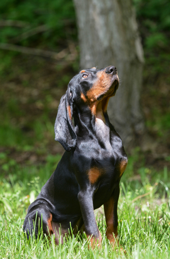 Dogs Make News