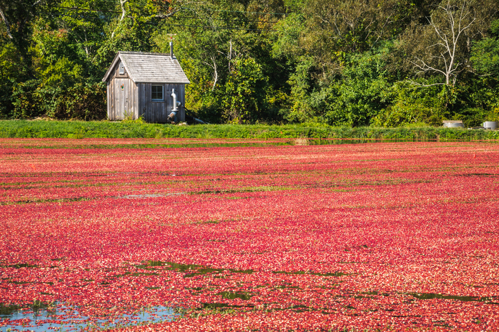 cranberry bog