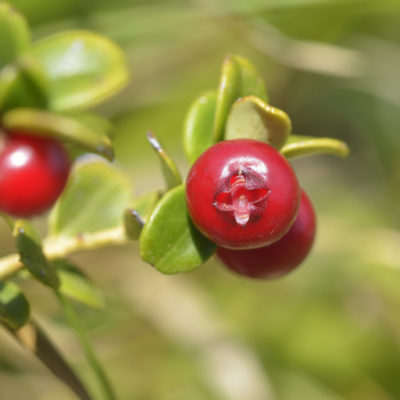 wild cranberries