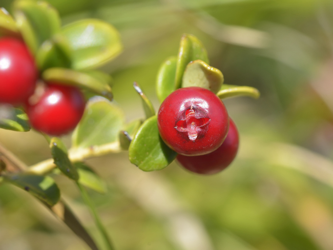 wild cranberries
