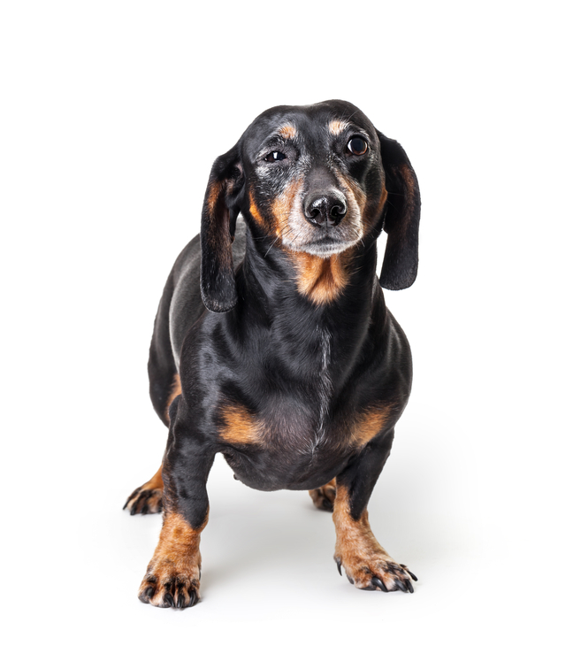 Grover Cleveland's dogs