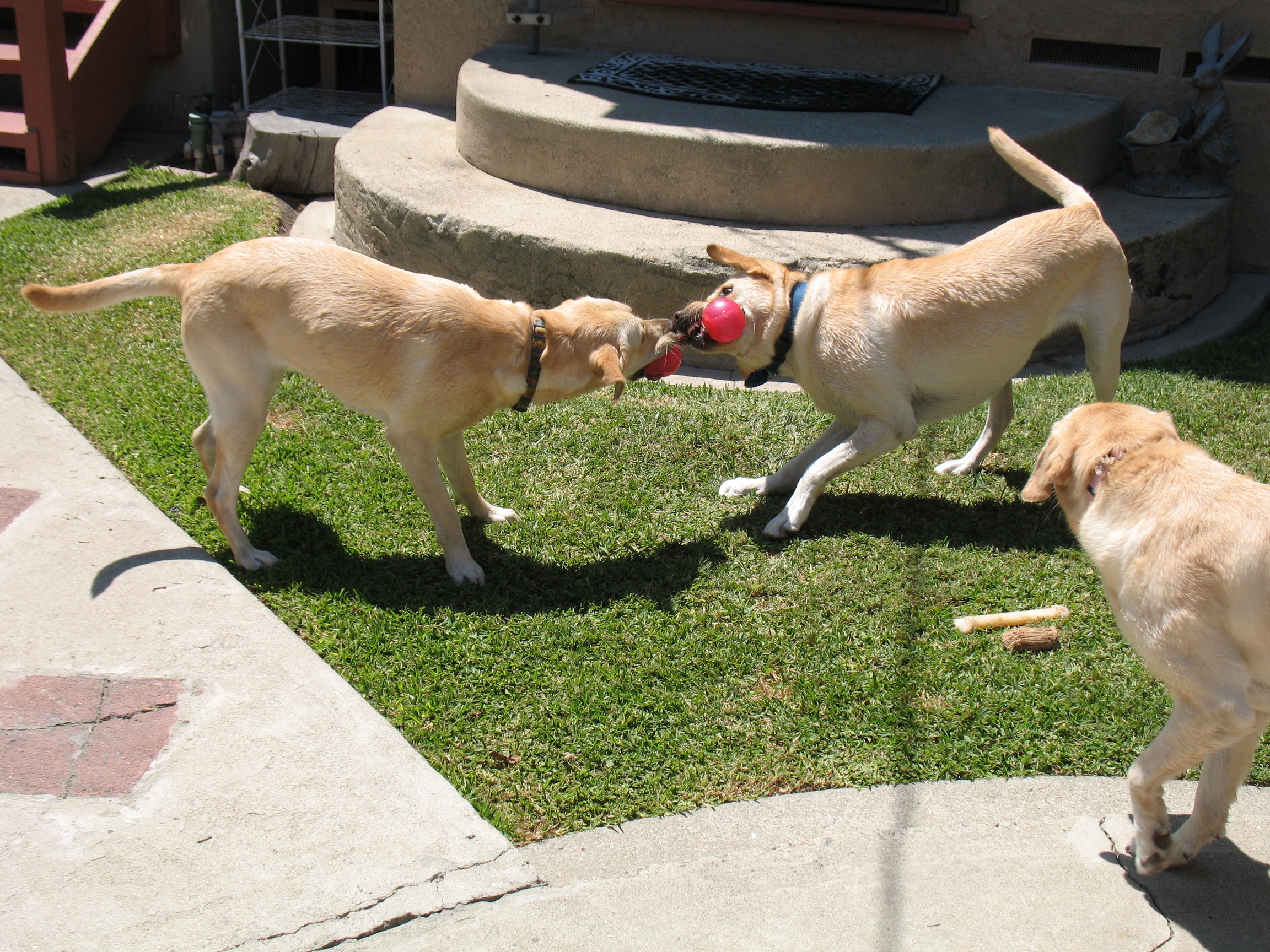 hearing dogs