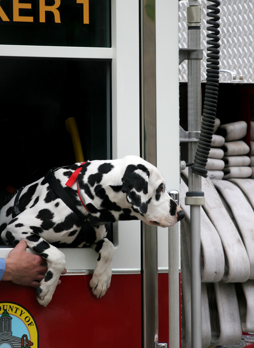 Dalmatian