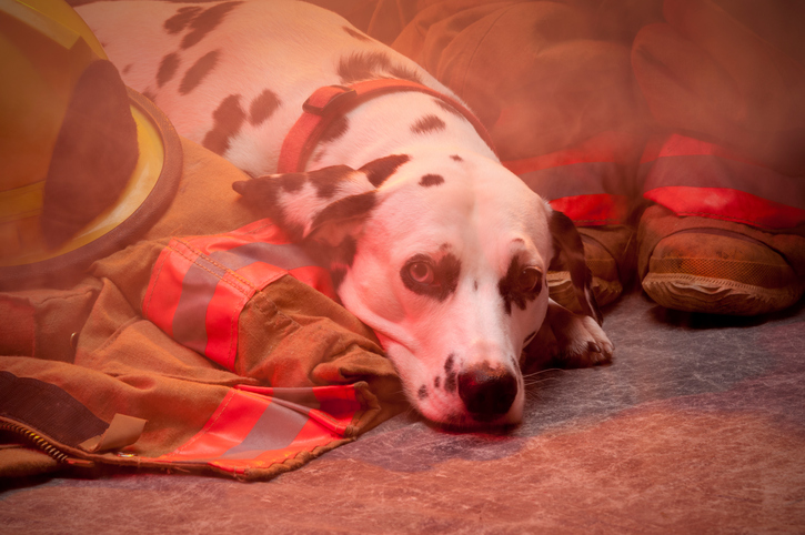 firehouse dog