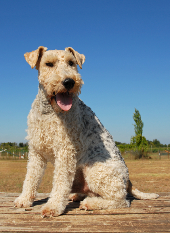 Dogs Make News