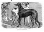 Custer dogs