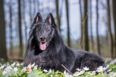 This is a color photo of a majestic dog that bears resemblance to a German shepherd but has black silky fur.