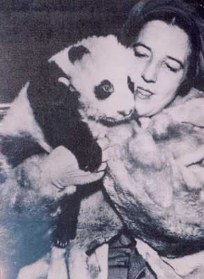 Ruth Harkness wearing a fur coat holds the good-sized baby panda close as photographers descend upon her.