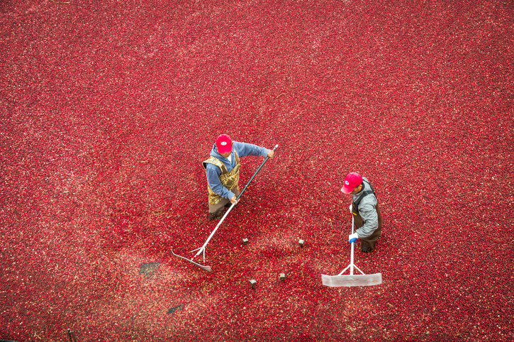 cranberries