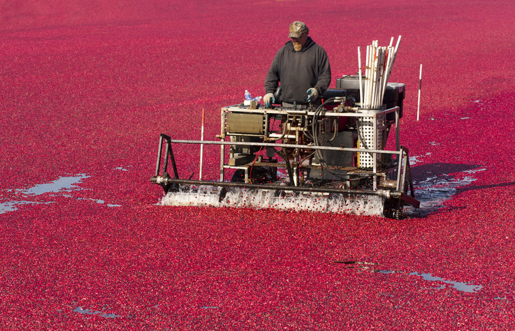 cranberries
