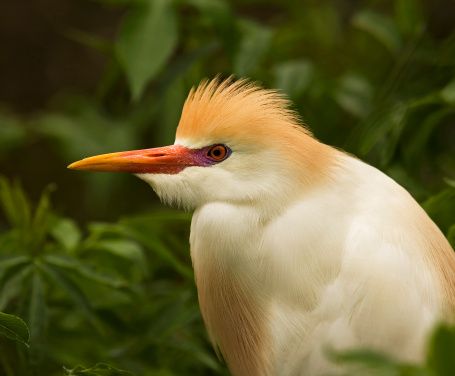 heron heron
