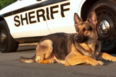 A color photo of a German shepherd police dog lying beside a sheriff's vehicle