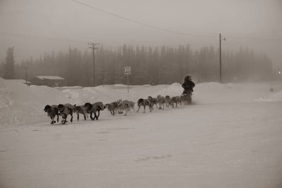Sled dog team in winter