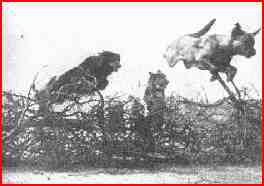 messenger dogs