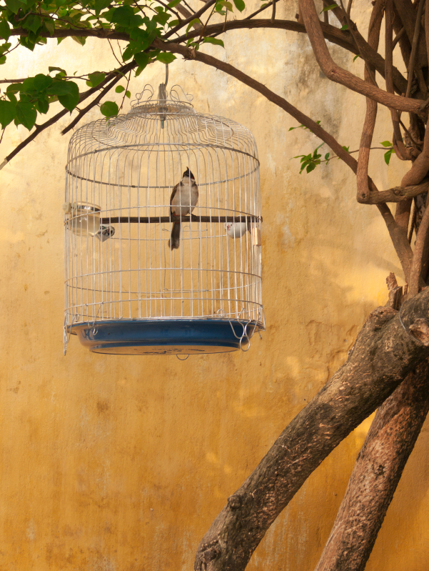 Bird in cage, Getty Images
