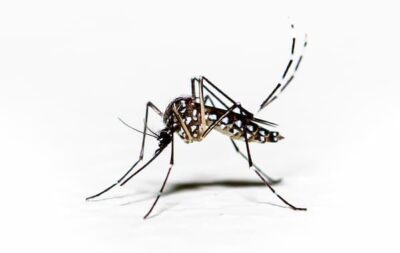 The type of mosquito that causes yellow fever. istockphoto