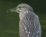 night heron