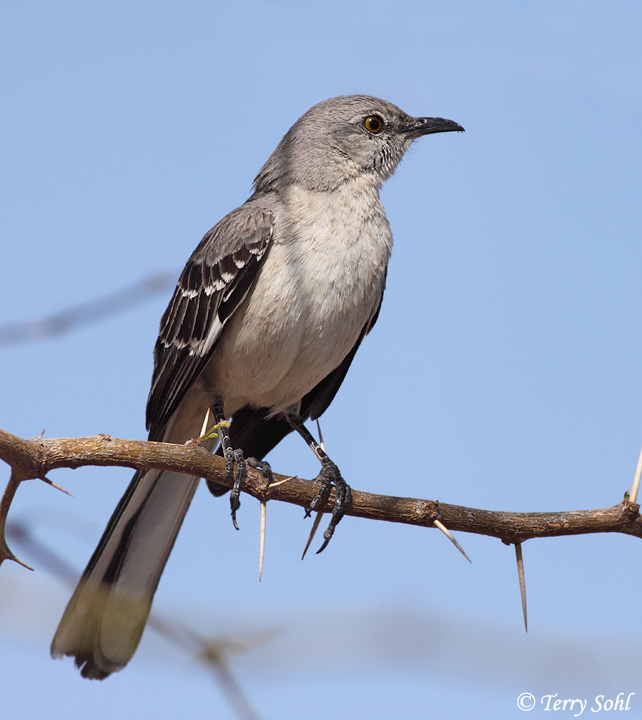 Northern Mockingbird, Getty Images